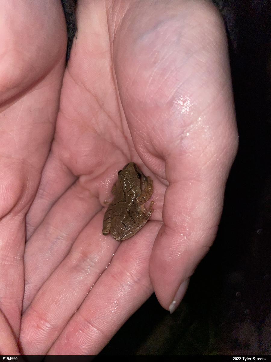 Spring Peeper