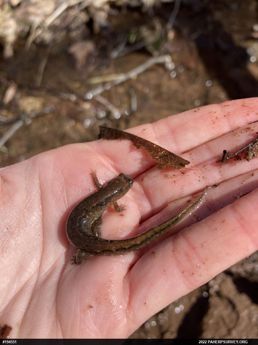Northern Dusky Salamander