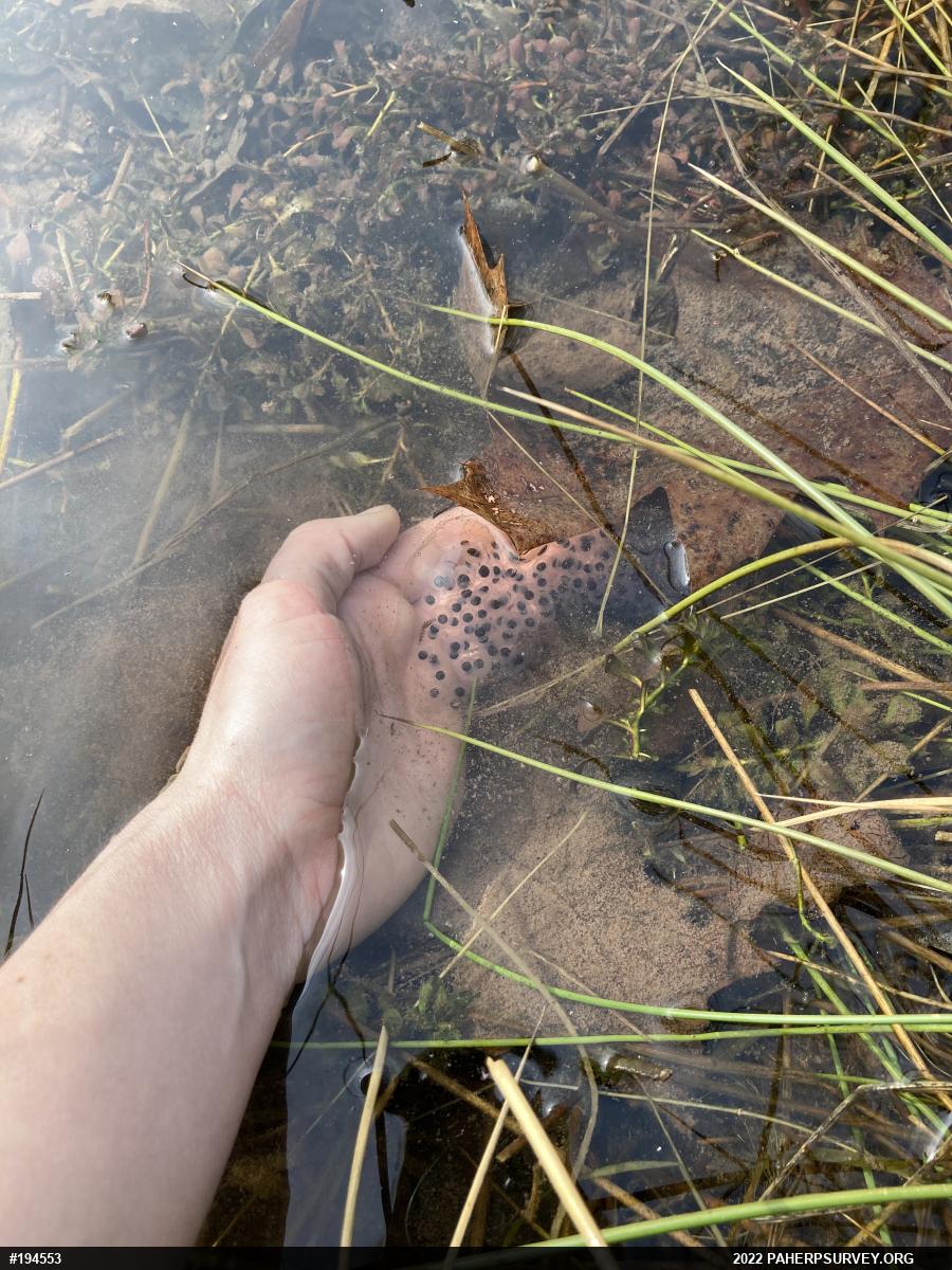Spotted Salamander