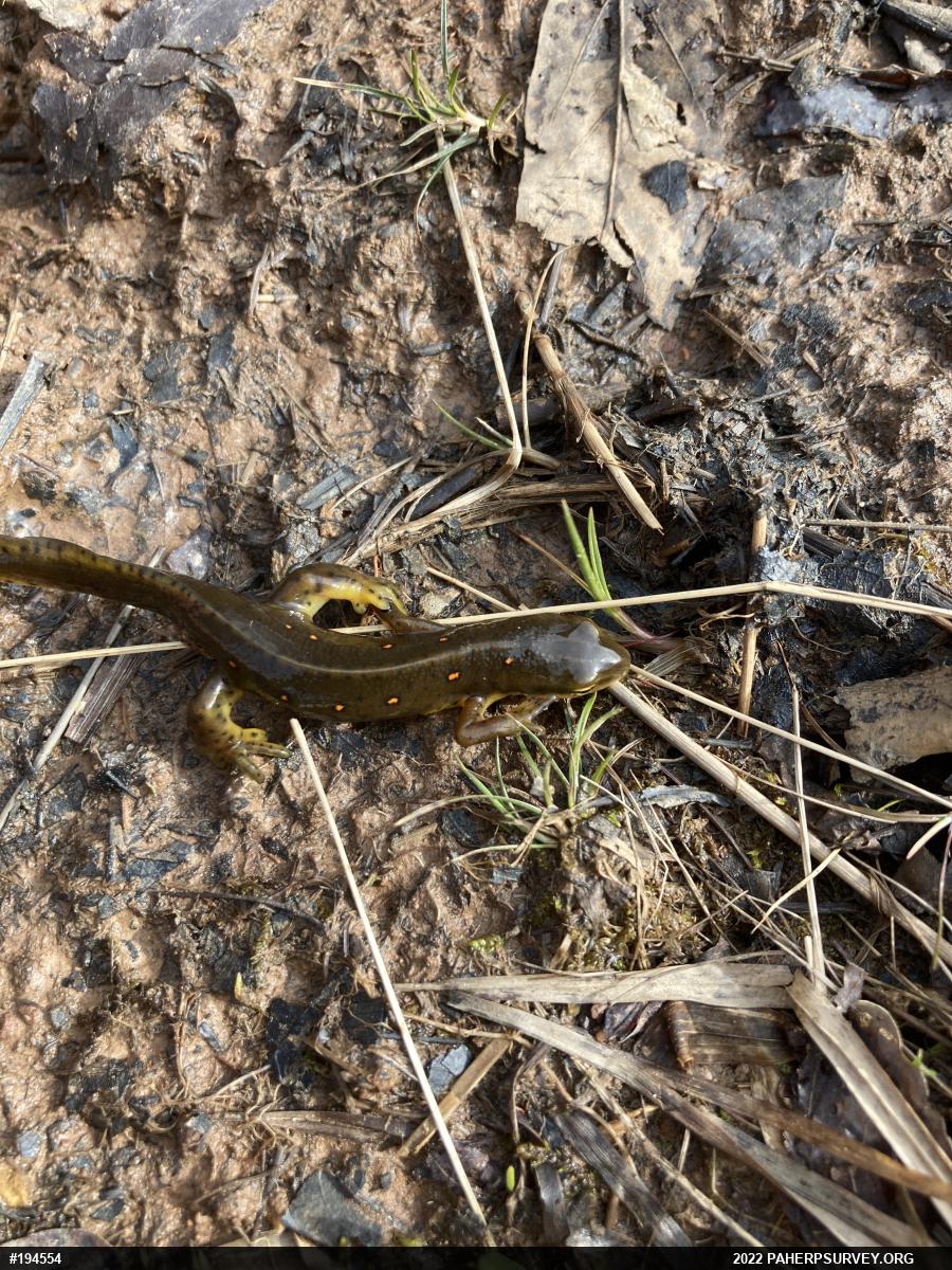Red-spotted Newt