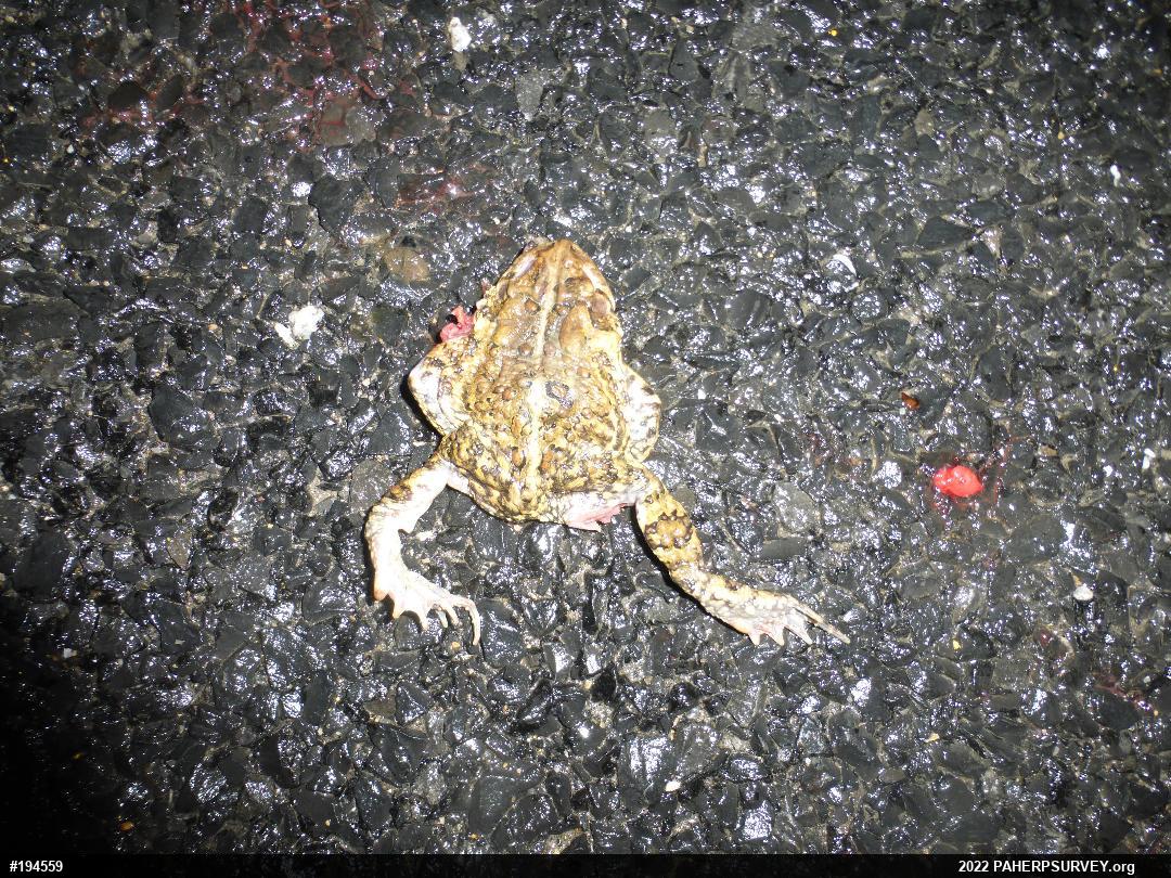 Eastern American Toad
