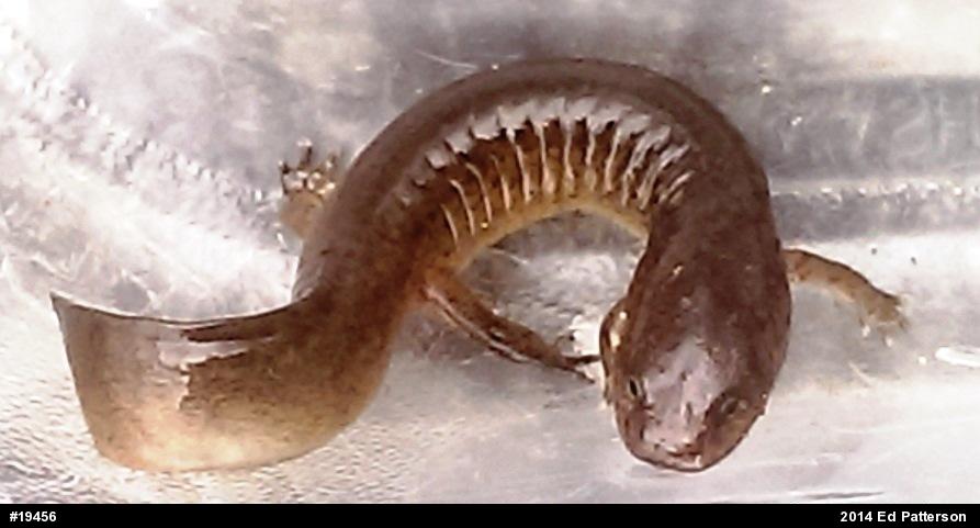 Northern Red Salamander