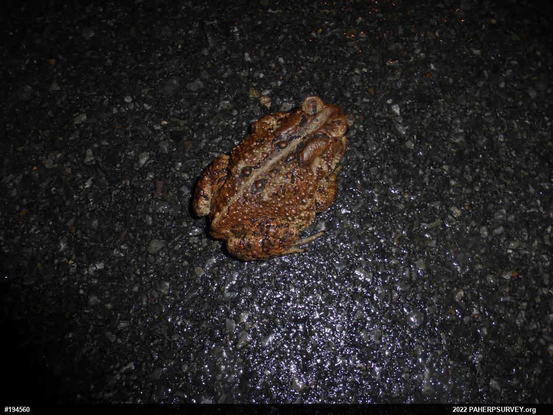 Eastern American Toad