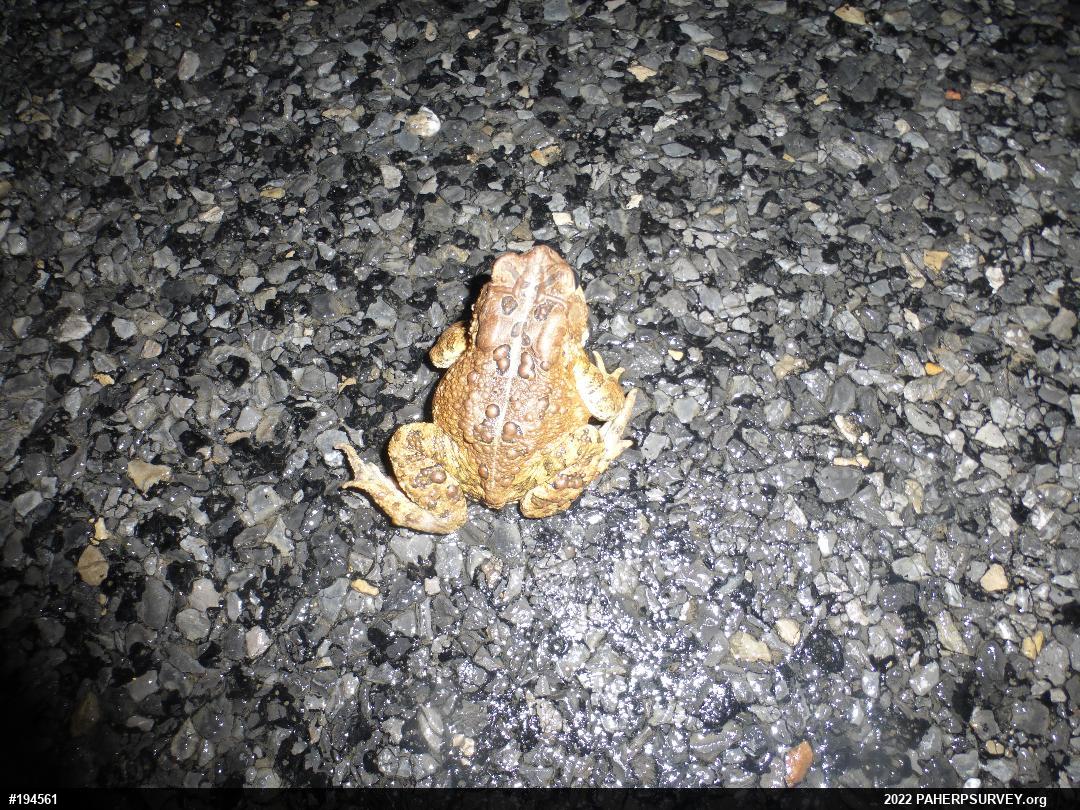 Eastern American Toad