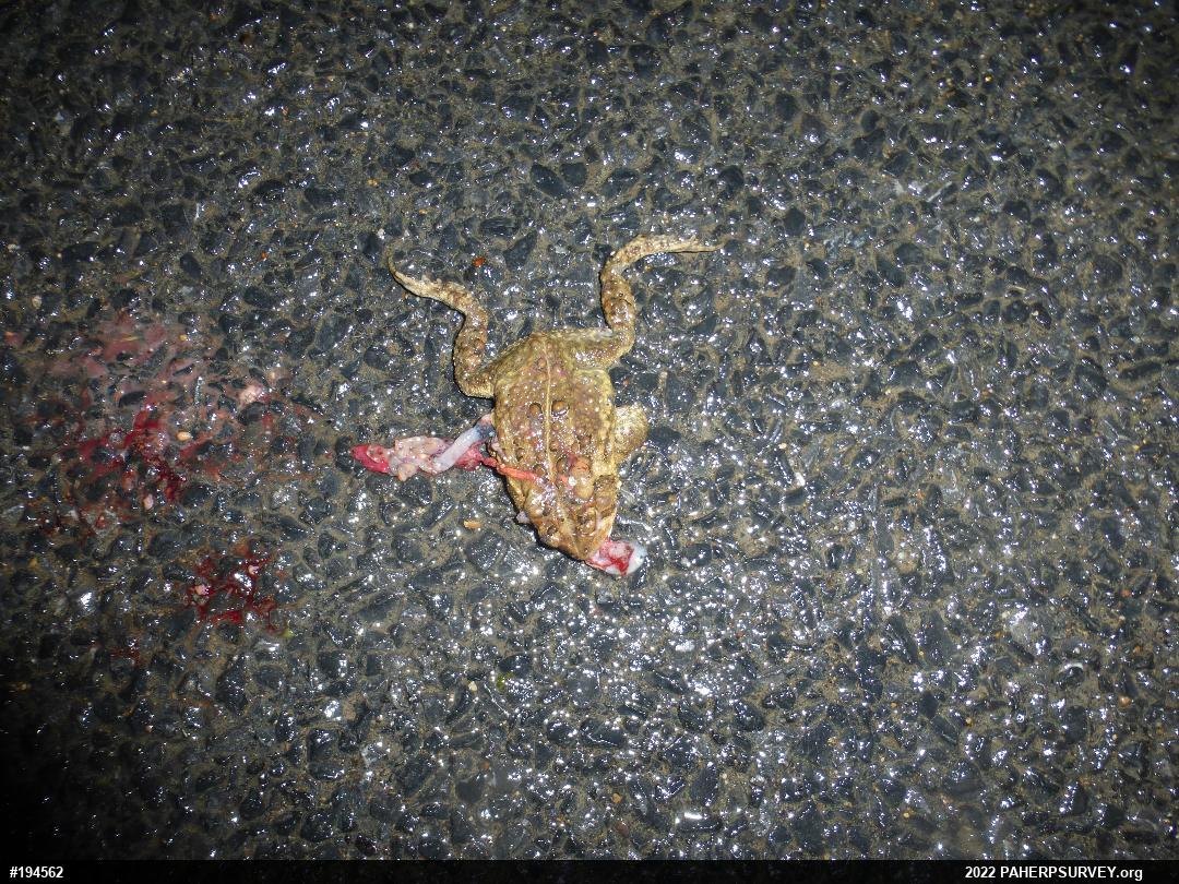 Eastern American Toad