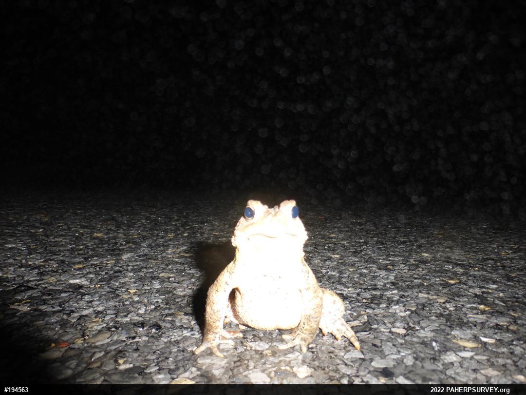 Eastern American Toad