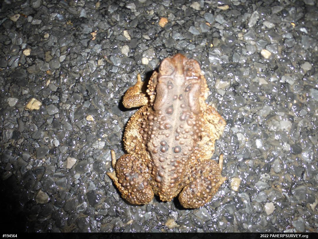 Eastern American Toad