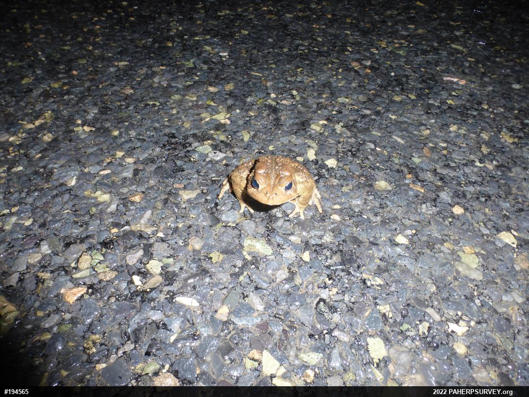 Eastern American Toad