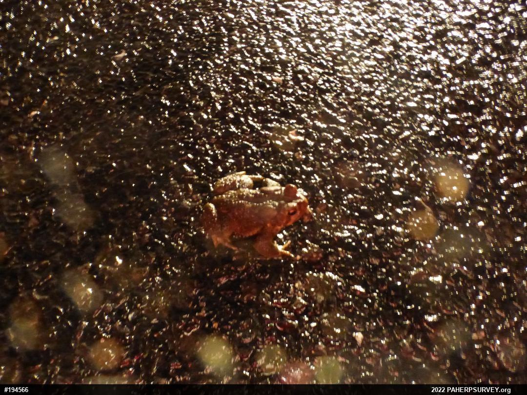 Eastern American Toad