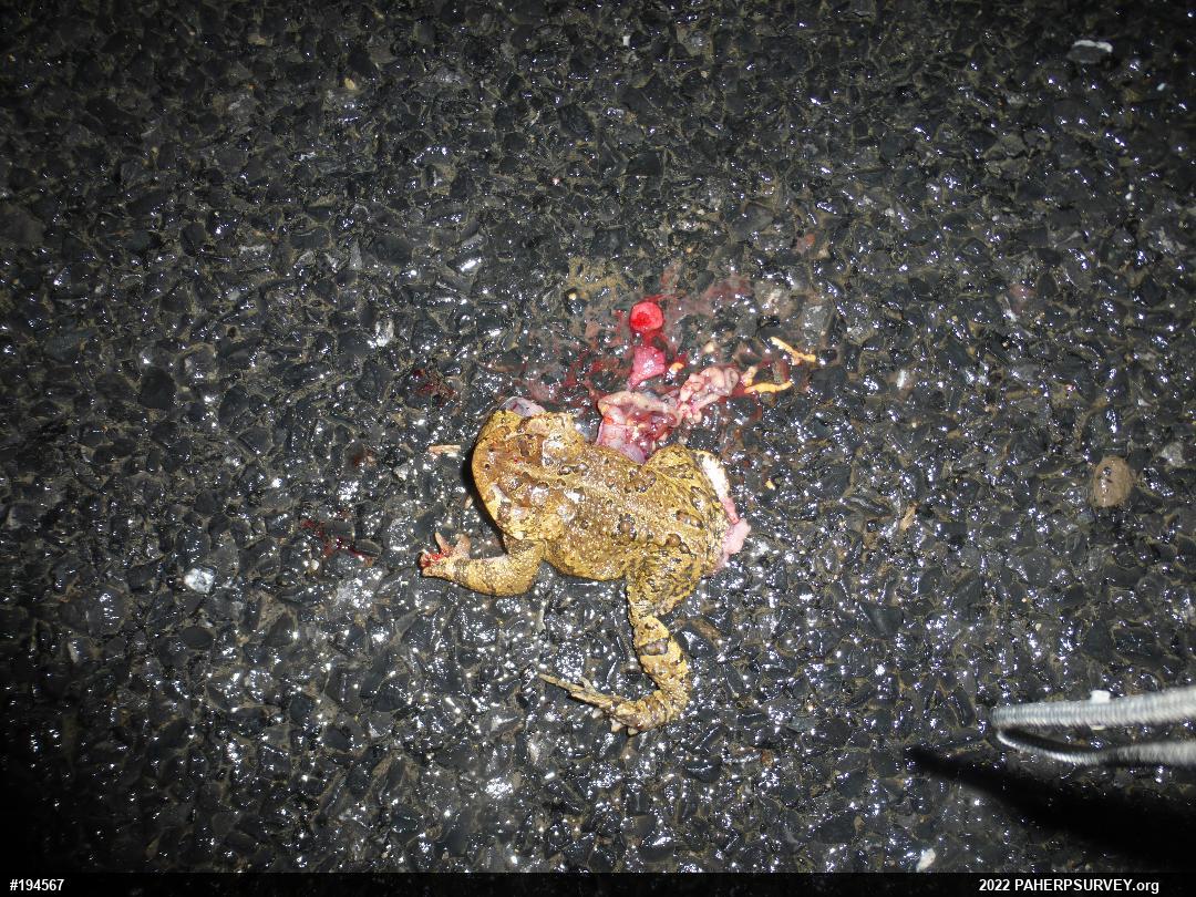 Eastern American Toad