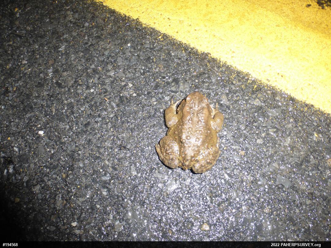 Eastern American Toad