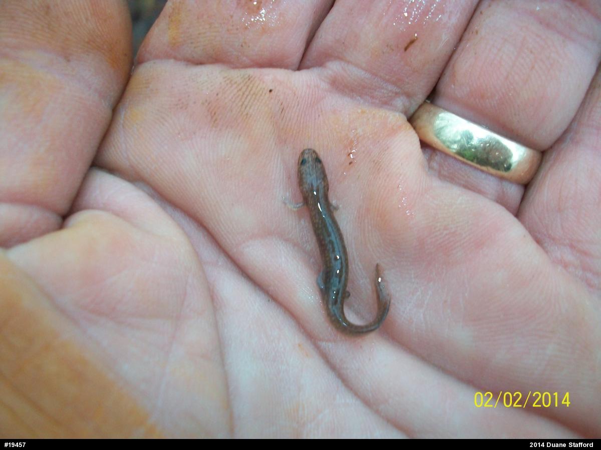 Northern Spring Salamander