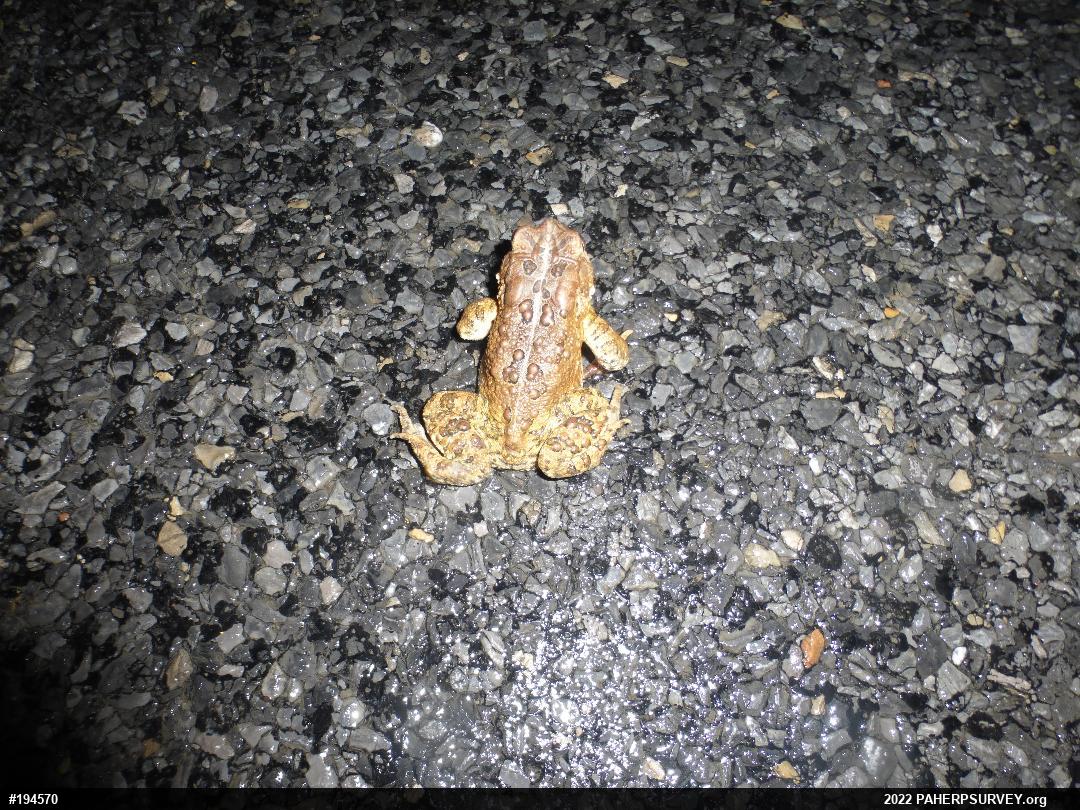 Eastern American Toad