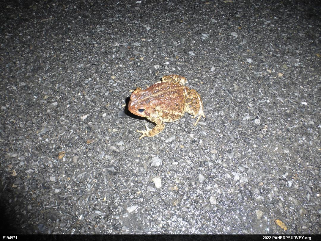 Eastern American Toad