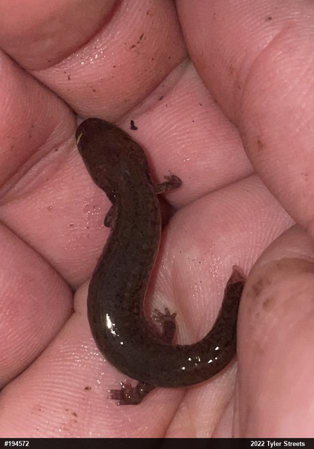 Northern Spring Salamander