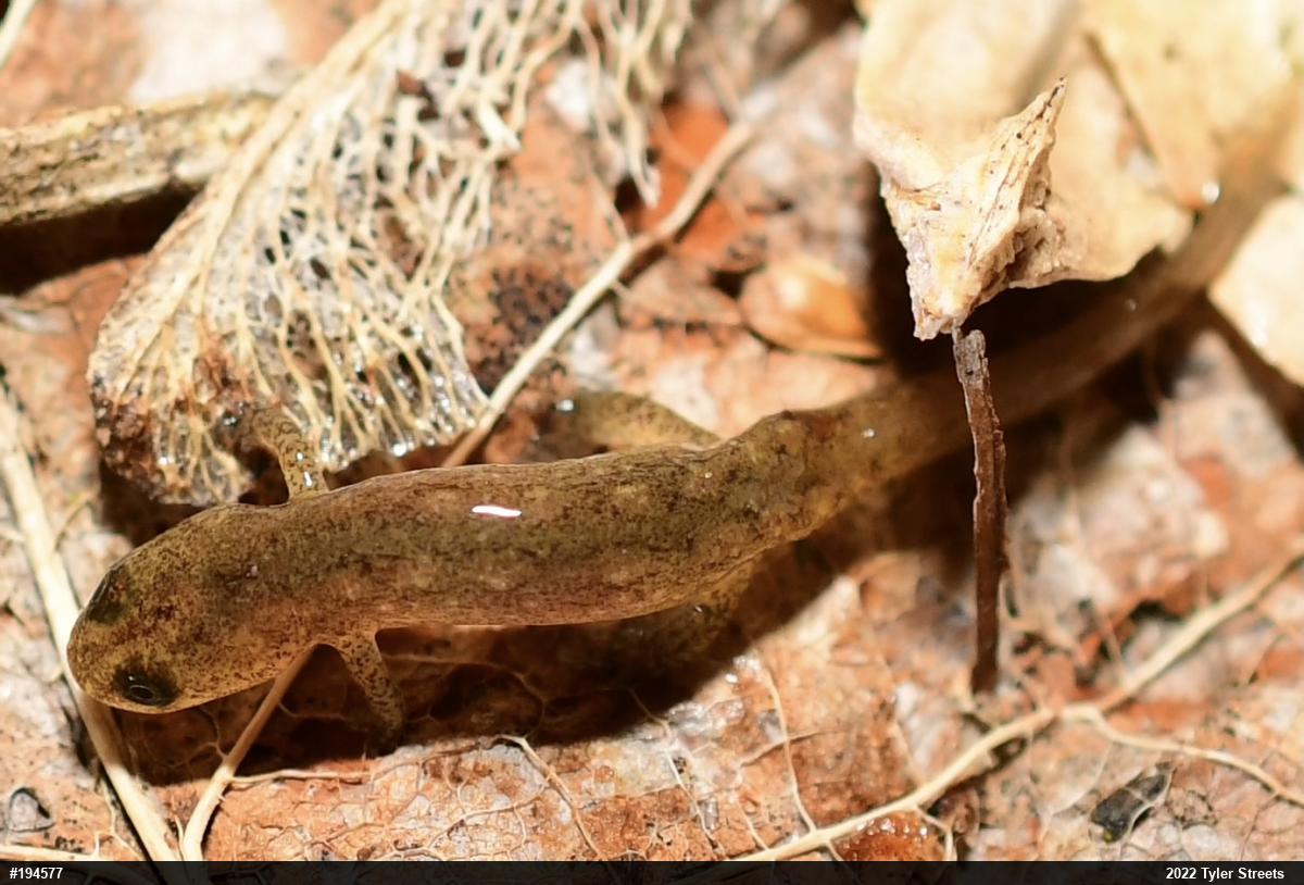 Northern Dusky Salamander