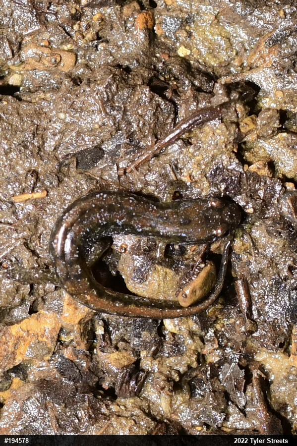 Northern Dusky Salamander