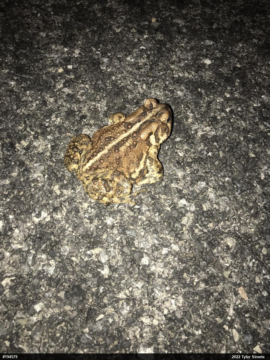 Eastern American Toad
