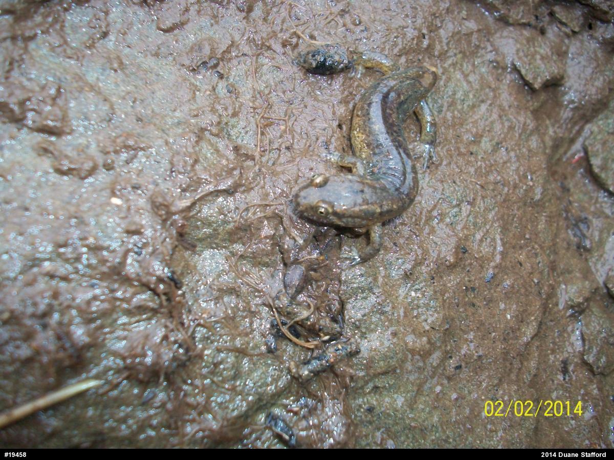 Northern Dusky Salamander