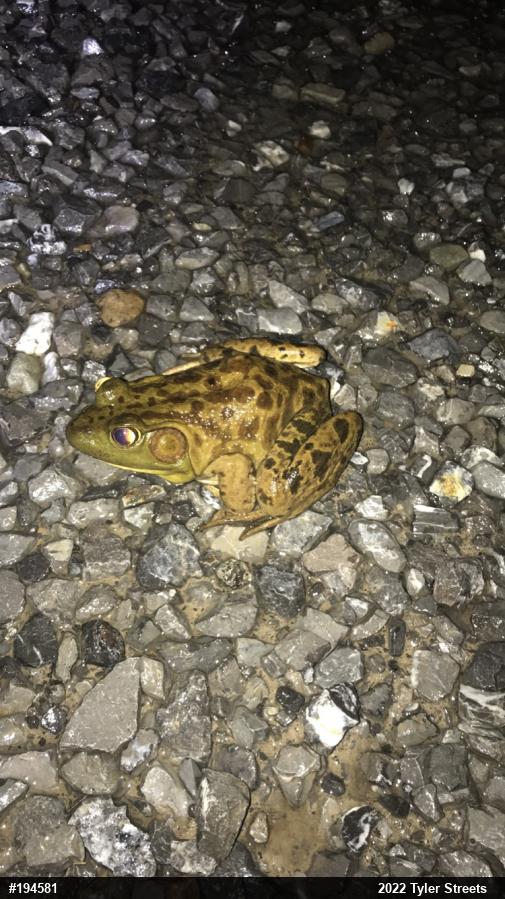 American Bullfrog