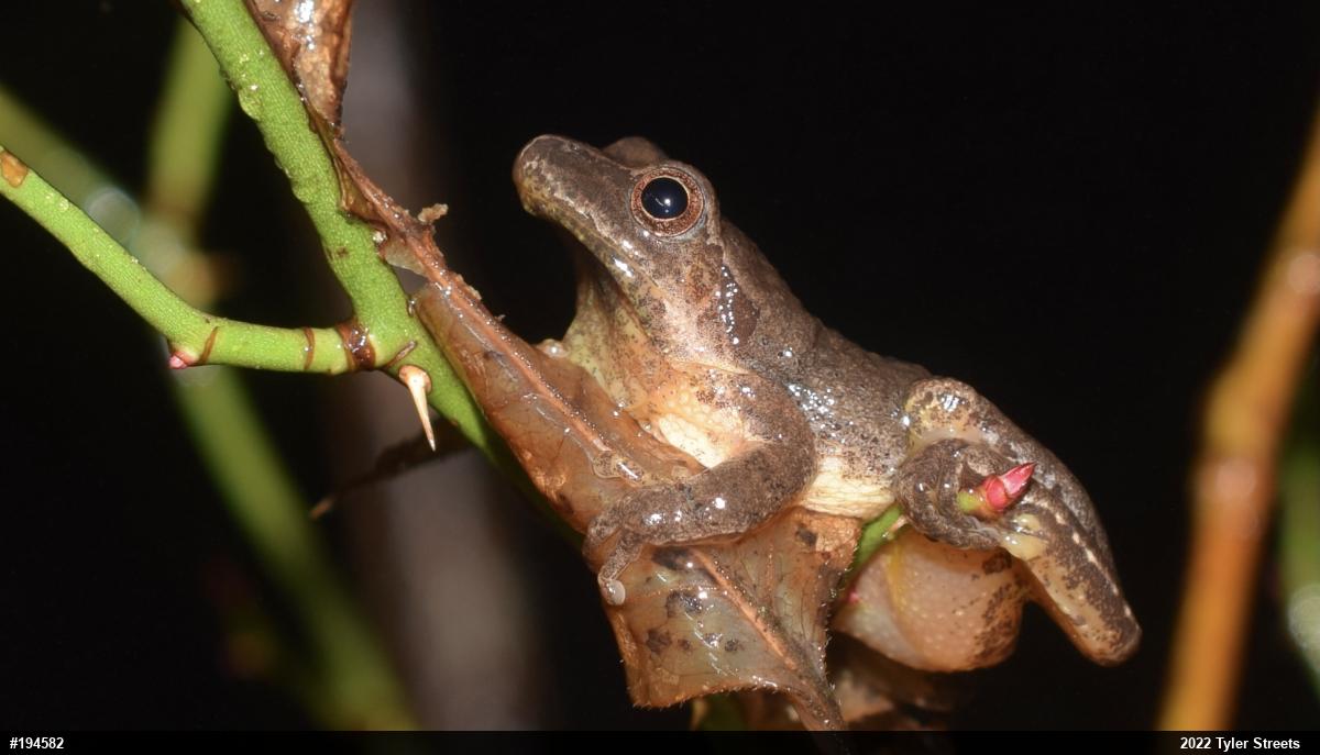 Spring Peeper