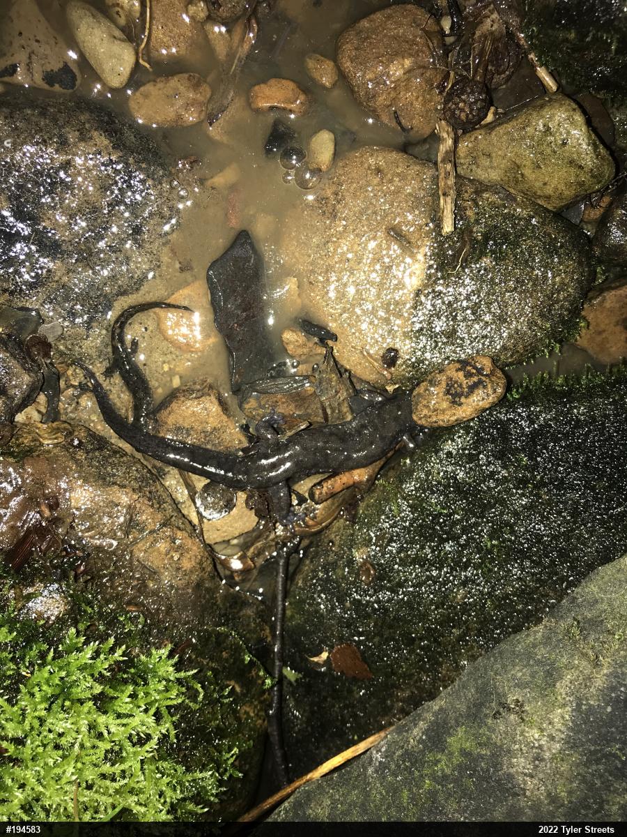 Seal Salamander