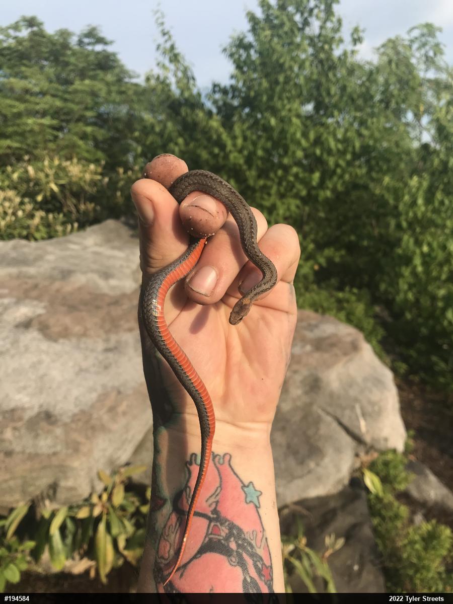 Red-bellied Snake