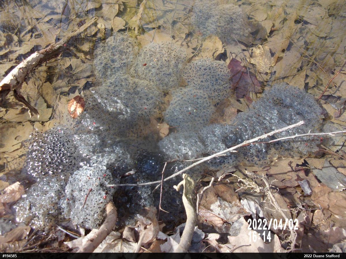 Wood Frog