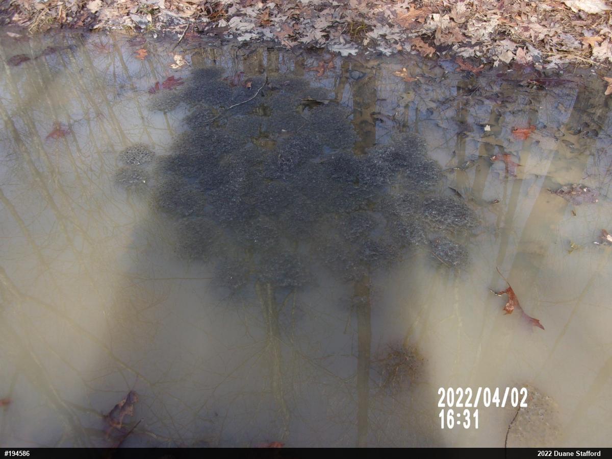 Wood Frog