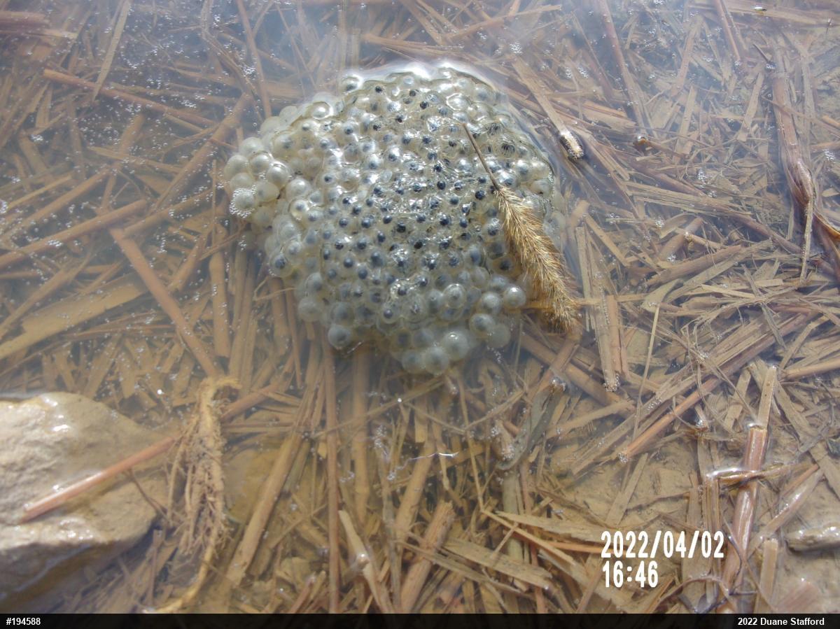Wood Frog