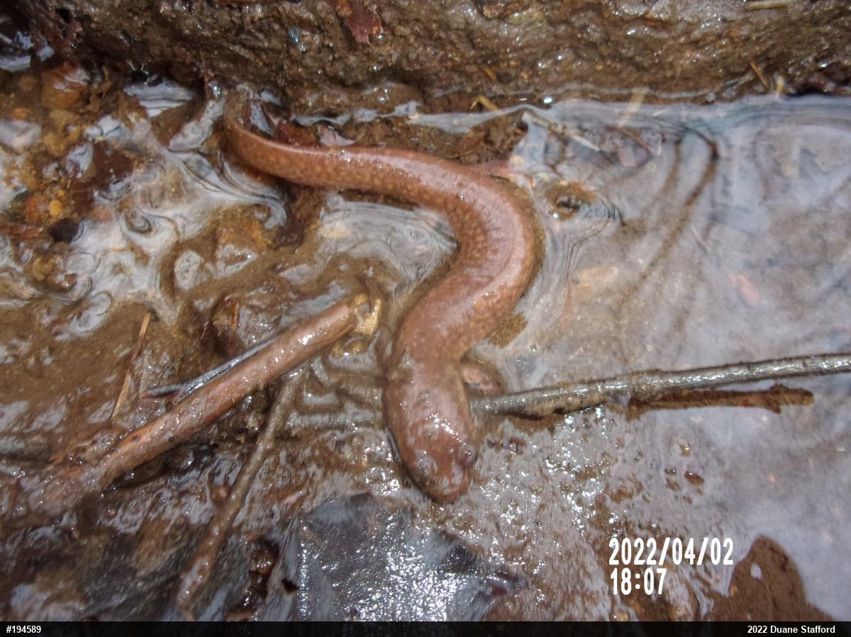 Northern Spring Salamander