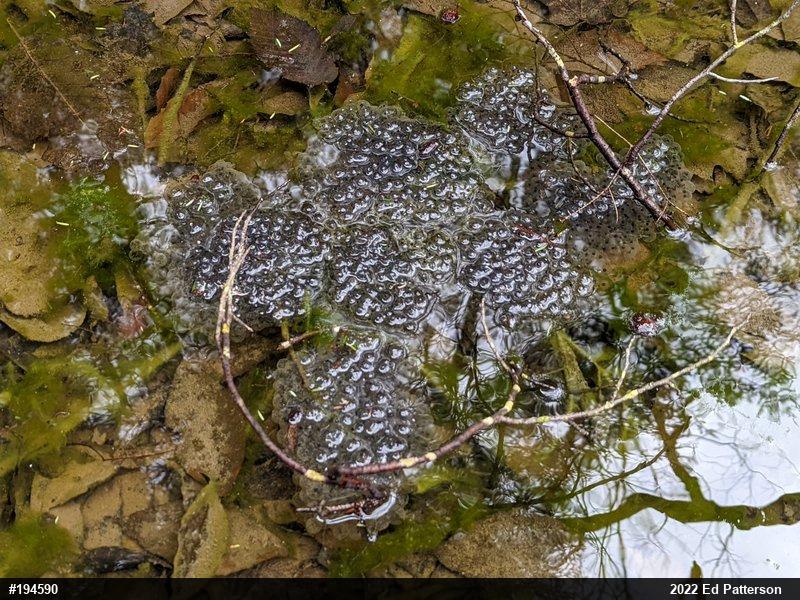 Wood Frog