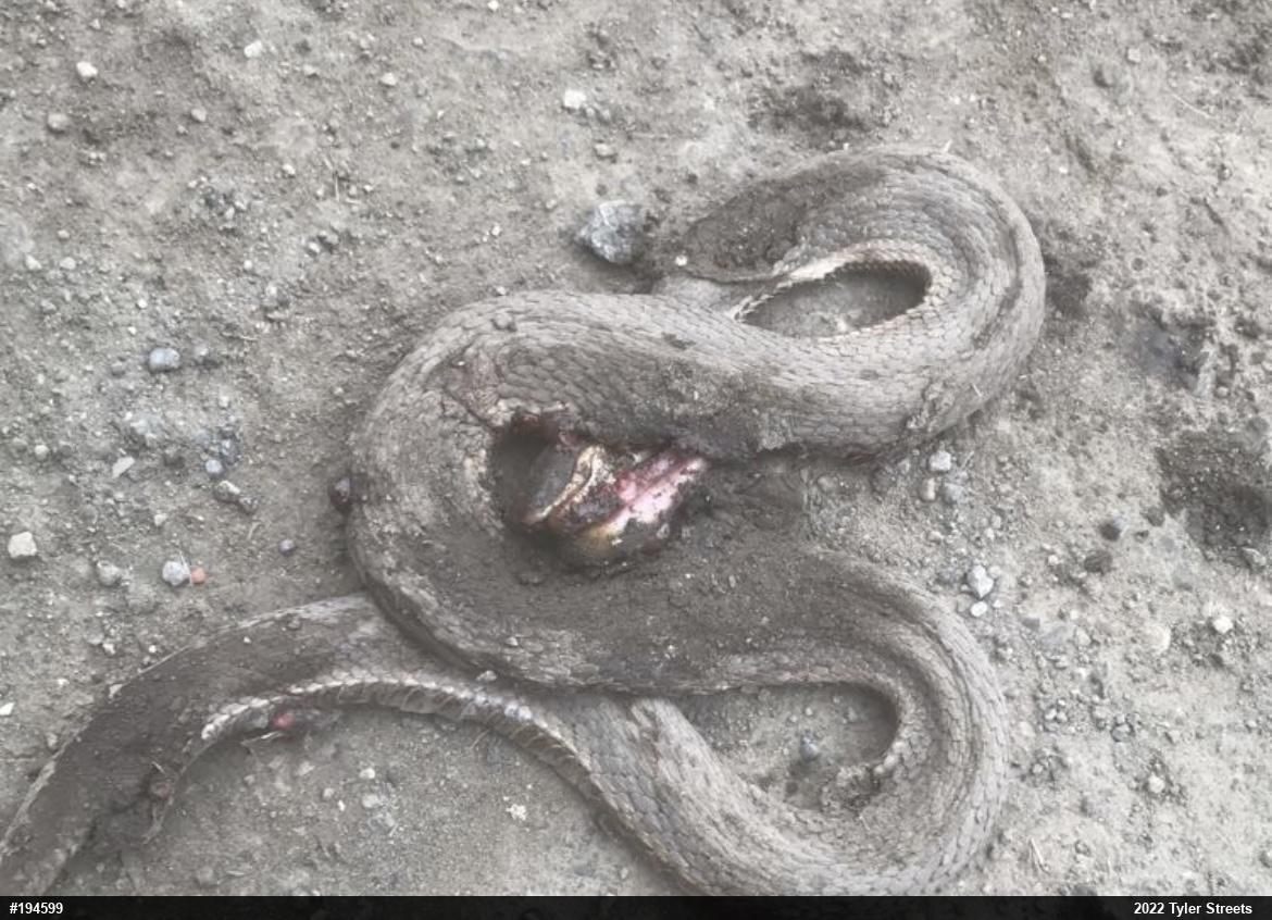 Queensnake