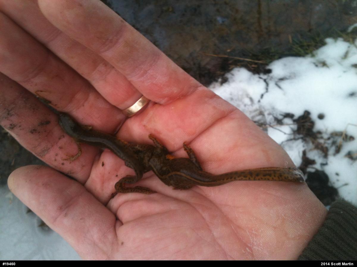Red-spotted Newt