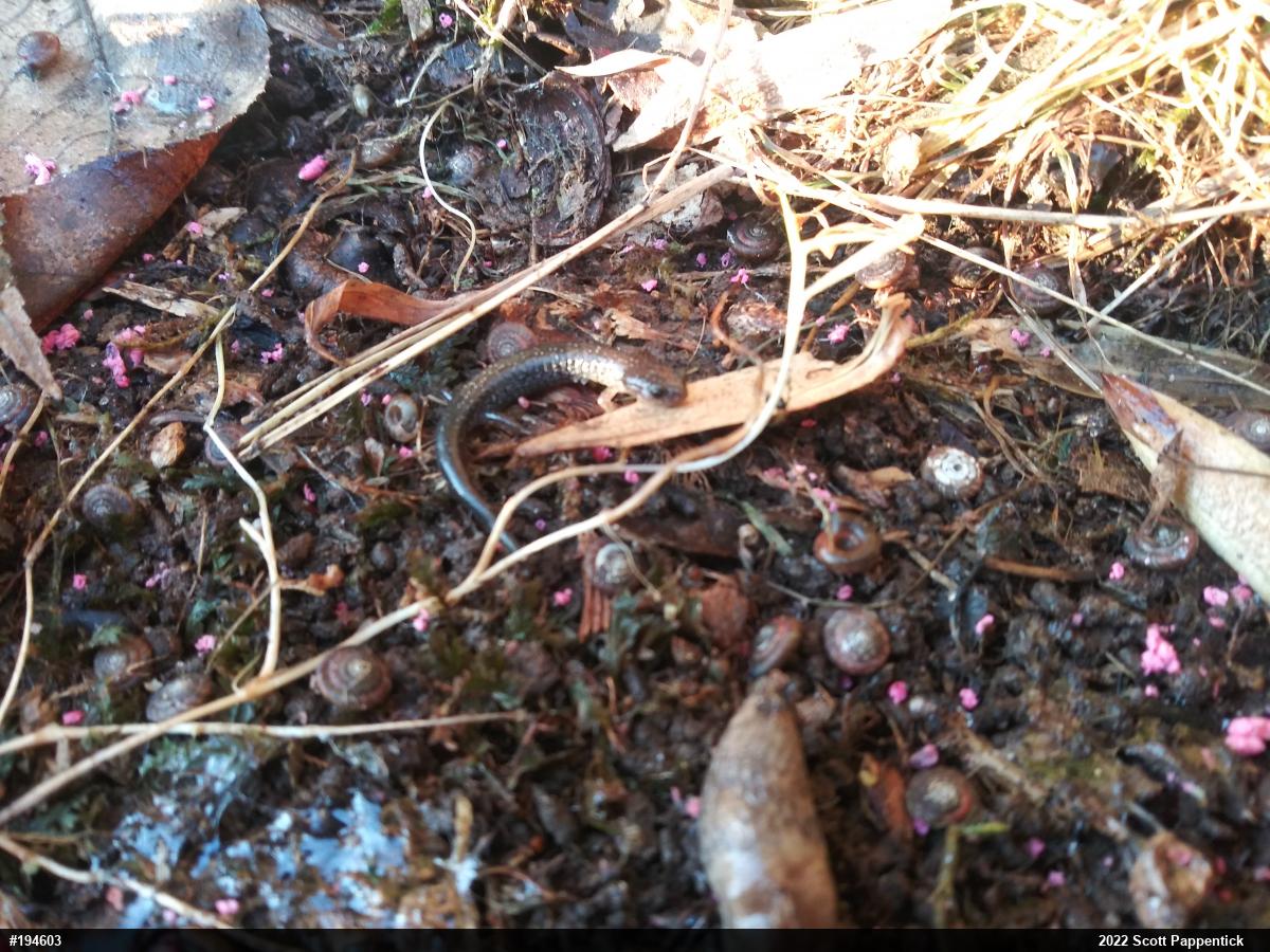 Eastern Red-backed  Salamander