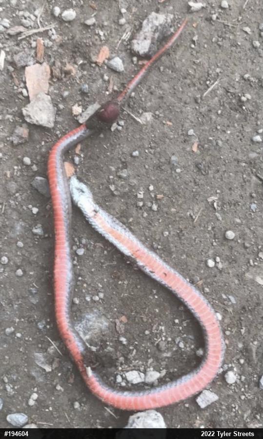 Red-bellied Snake