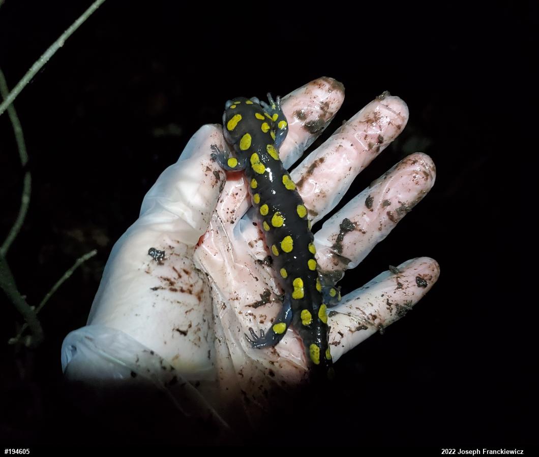 Spotted Salamander