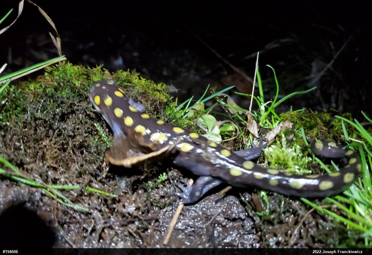 Spotted Salamander