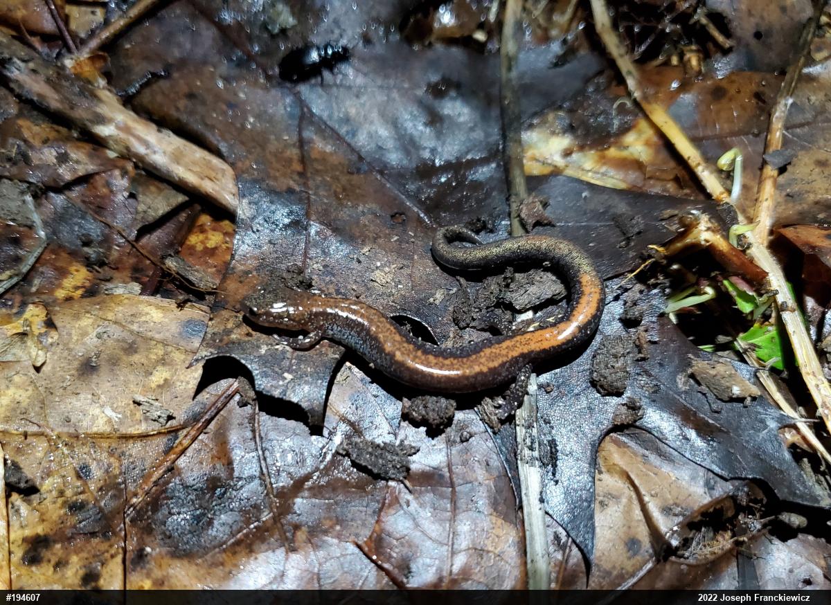Eastern Red-backed  Salamander