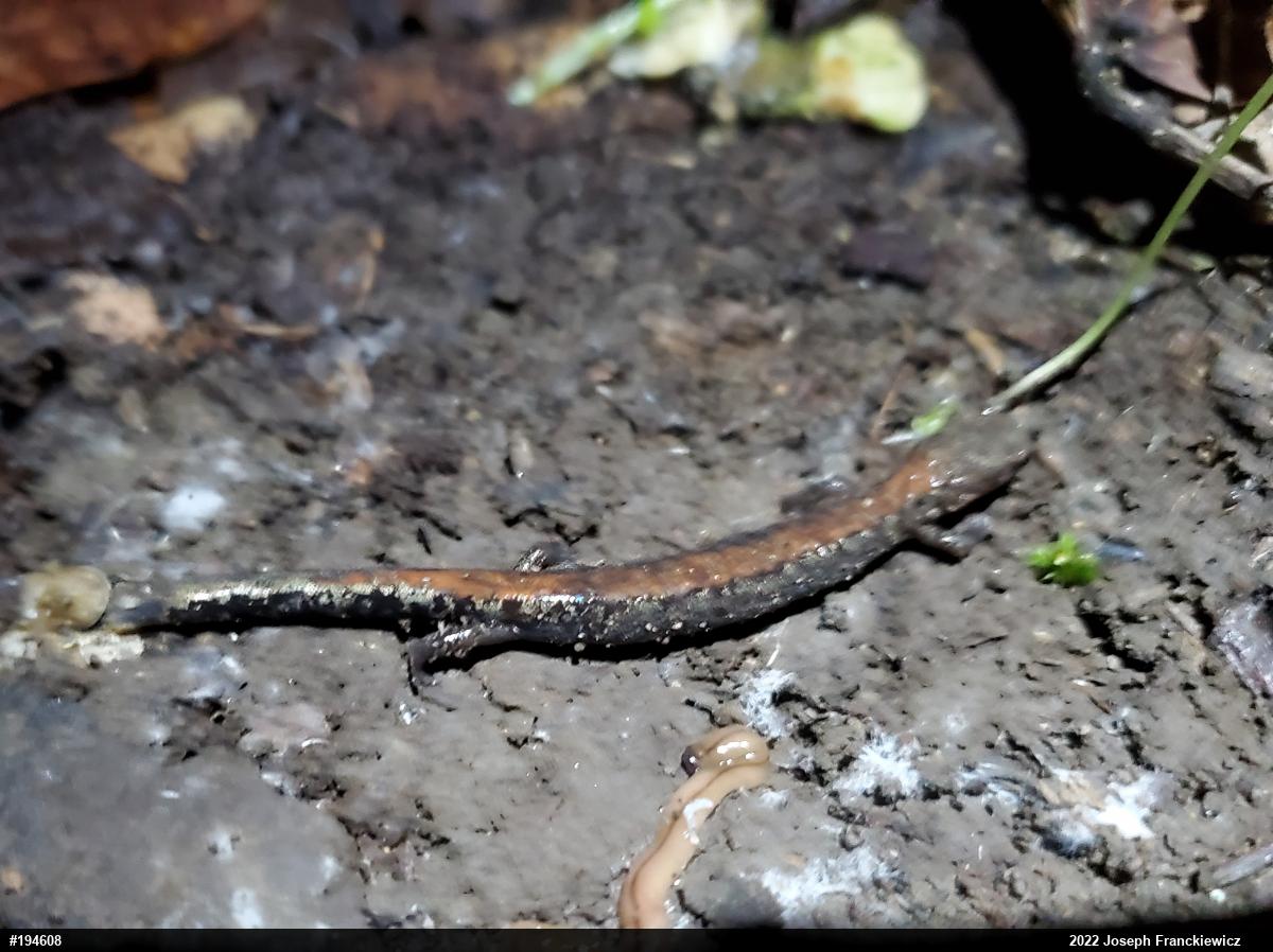 Eastern Red-backed  Salamander