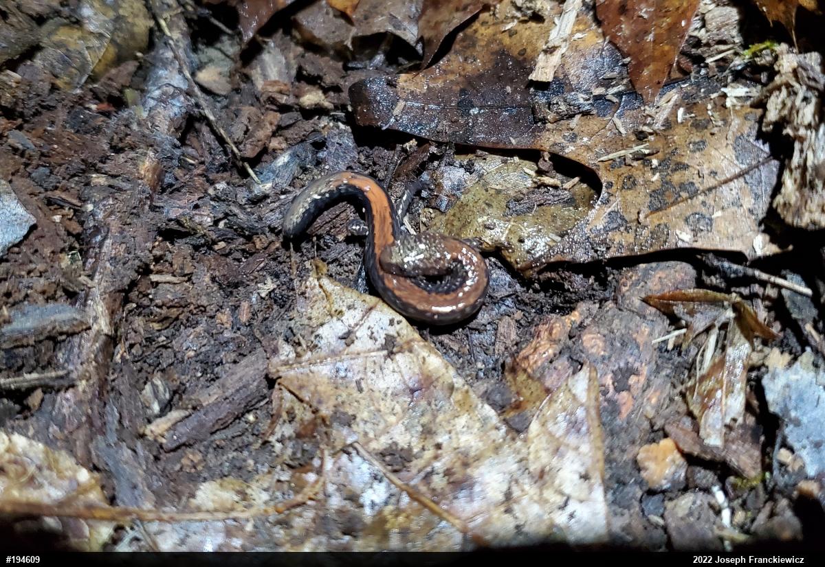 Eastern Red-backed  Salamander