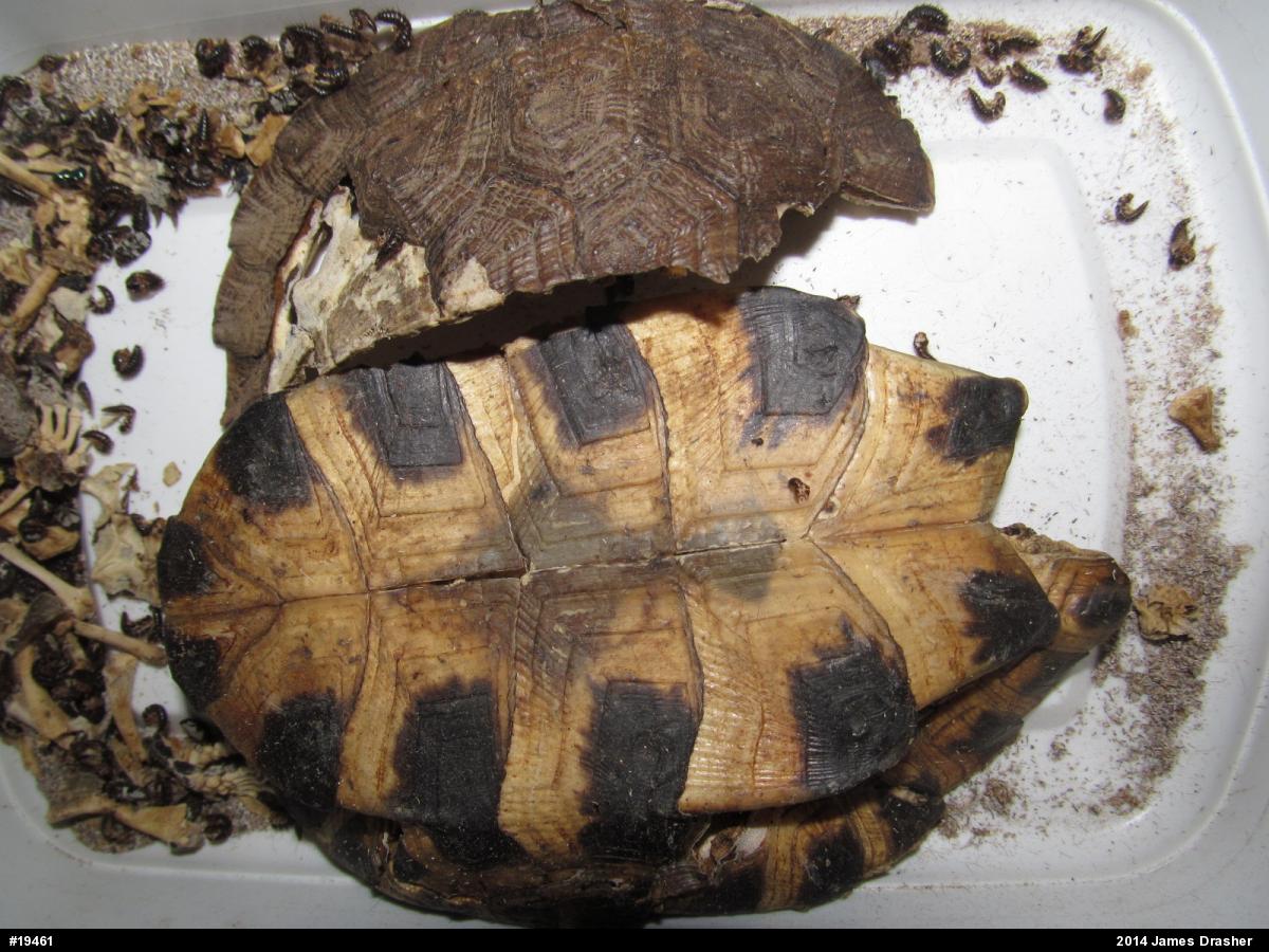 Wood Turtle