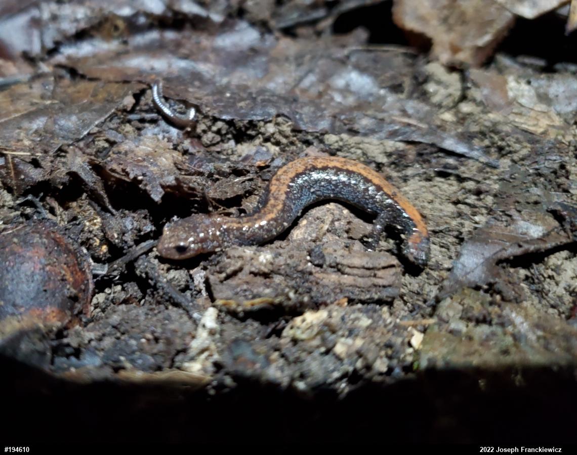 Eastern Red-backed  Salamander