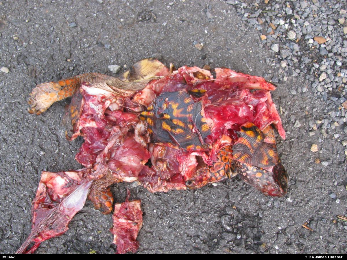 Eastern Box Turtle