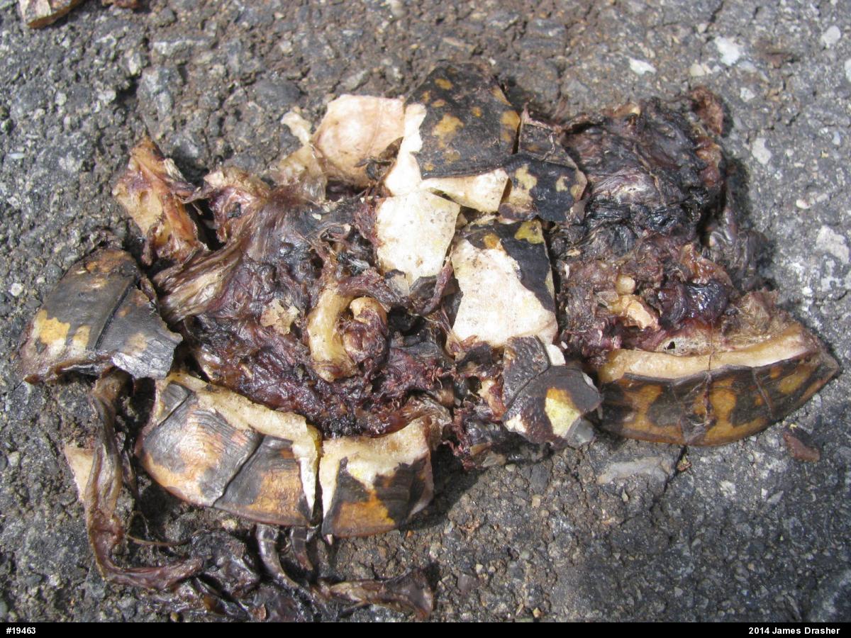 Eastern Box Turtle