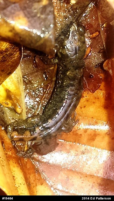 Seal Salamander