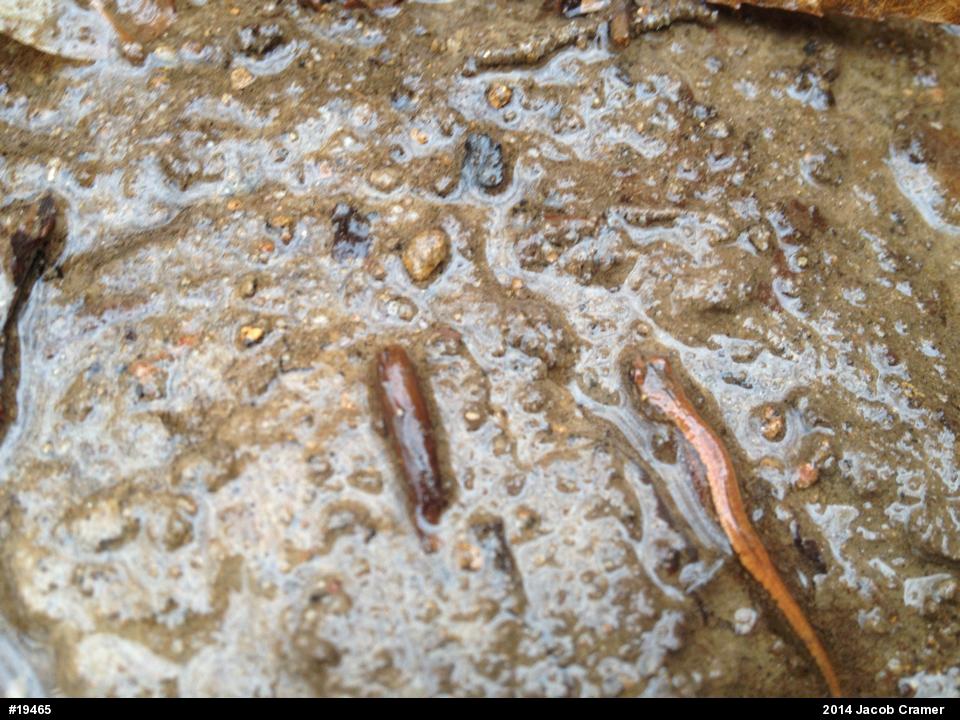 Allegheny Mountain Dusky Salamander