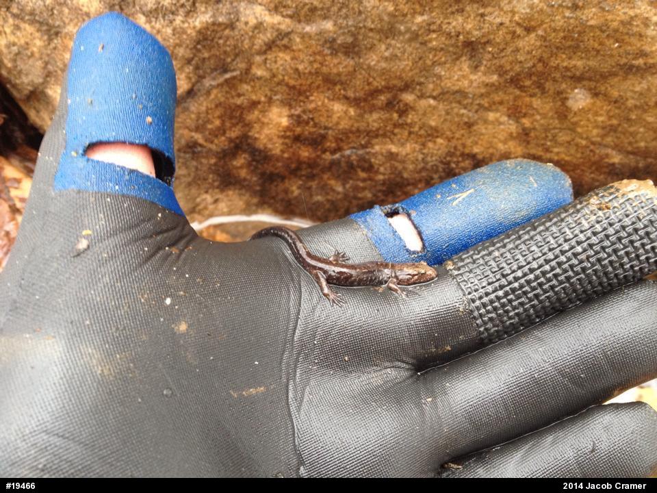 Allegheny Mountain Dusky Salamander