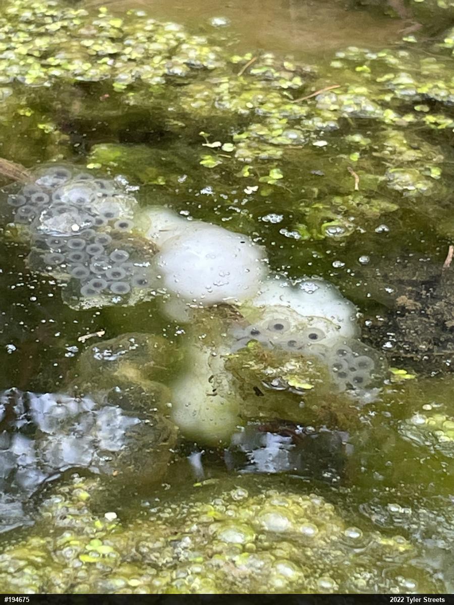 Spotted Salamander