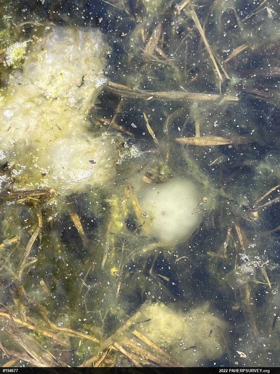 Spotted Salamander
